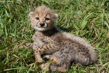 cheetah cub in lawn