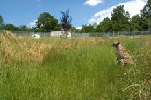 Cheetah in long grass