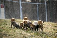 baby cheetah cubs