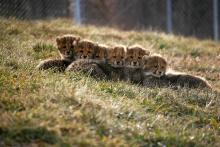 baby cheetah cubs