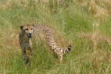 cheetah panting in the grass