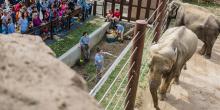 elephant's interact with keepers as visitors look on