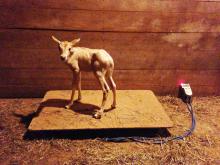 oryx calf on stand