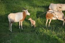oryx herd in field