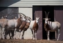 oryx herd outside building