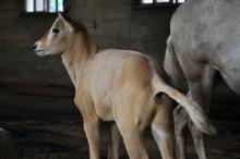oryx calf looking left