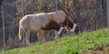 Collared oryx graze on hillside