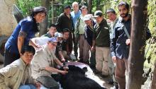 veterinary procedure on Andean bear with group