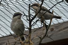 Two shrike chicks perched on branches in their enclosure