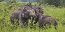 elephants in India 