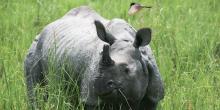 rhino in India
