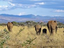 A herd of elephants with a few adults and a couple of young walk through tall grasses in Laikipia, Kenya. The elephants walk toward a grove of trees and mountains that can be seen in the background.