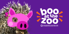 A porcupine with an overlaid Halloween-style pig mask appears next to the words "Boo at the Zoo".