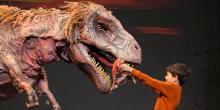 A child places something inside the mouth of a large, lifelike T-rex dinosaur puppet during an onstage production of Erth's Dinos Zoo Live