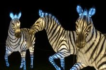 Three large zebra Chinese paper lanterns lit up at night
