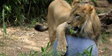 A male lion with large paws, a long tail and a thick mane plays with a large boomer ball in an outdoor exhibit