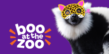 a lemur wearing a cartoon cheetah party mask and the words "Boo at the Zoo"