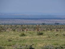 A group of gazelles with long, lean limbs grazes in a grassy field. In the background a short distance away, a farmer stands with a large herd of small livestock that is also grazing in the grass.