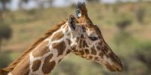 The head and neck of a giraffe wearing a GPS tracker