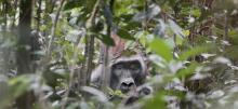 Gorilla in Gabon by David Korte
