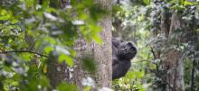 Gorilla in Gabon peers out from behind a tree by David Korte