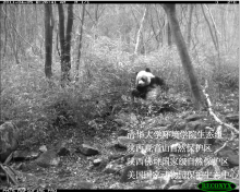 A camera trap photo of a giant panda; Mandarin Chinese text on the image in English is "Tsinghua University School of Environment, Shaanxi Guanyingshan Nature Reserve, Shaanxi Foping Nature Reserve, US National Zoological Park Conservation Ecology Center"