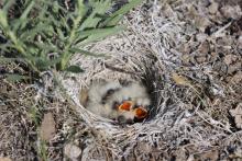 Horned lark chicks with tufts of soft feathers and open mouths in their nest on the ground, surrounded by grasses, dirt and rocks