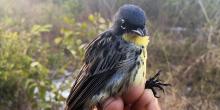 A small, blue and yellow bird, called a Kirtland's warbler, held in a researcher's hand