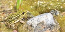 a photo of a green frog in water next to a rock