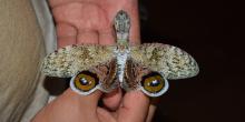 A lantern fly with a big body and large, patterned wings held in a researcher's hands