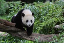 Giant panda Bao Bao climbs over a log near leafy greenery in an outdoor yard
