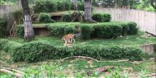 Amur tiger Pavel explores his yard. 