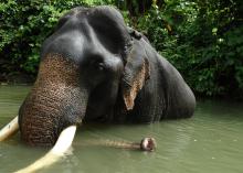 Asian elephant in the water in Myanmar