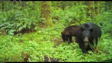 American black bear and cub in Washington State. 
