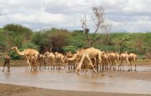 Camels drinking water