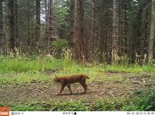 In Washington state, a bobcat strolls by a camera trap. 