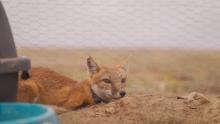 Swift fox, fitted with GPS tracking collar, in soft release pen ahead of  reintroduction.