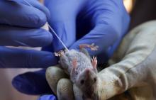 Smithsonian's Global Health Program scientists collect oral and rectal swabs from rats