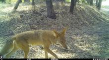 This coyote was seen on candid camera in California. 