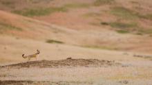 Reintroduced swift fox on grasslands of Montana 