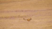 Reintroduced swift fox runs across grasslands post release. 