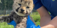 Closeup of a tiny cheetah cub looking into the camera. A keeper wearing blue gloves is supporting its body.