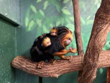 an adult golden-headed lion tamarin sits on a branch. two babies cling to her back.