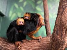 Emperor tamarin  Smithsonian's National Zoo and Conservation Biology  Institute