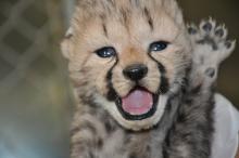 A newborn cheetah cub waves its paw