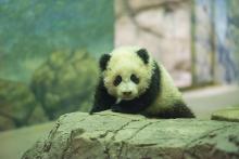 panda cub atop a rock