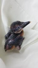 Micronesian Kingfisher Chick Hatches: Total of 129 Birds in Existence