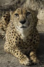 cheetah closeup