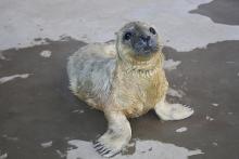 gray seal pup on ground