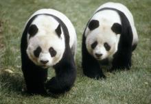 Giant pandas Ling-Ling and Hsing-Hsing walk side-by-side in the grass